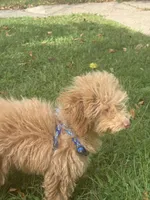 Ben, a male Poodle - Miniature  for sale in Elizabeth, NJ – 3 of 3