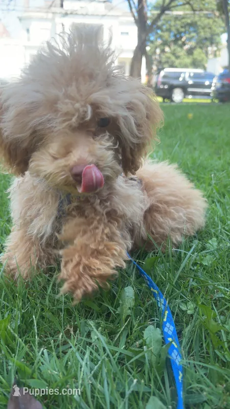 Ben – Poodle - Miniature  puppy for sale in Elizabeth, NJ