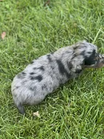 Dash, a male Miniature Dachshund for sale in Cave Junction, OR – Photo 4 of 6