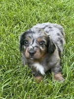 Dash, a male Miniature Dachshund for sale in Cave Junction, OR – Photo 3 of 6