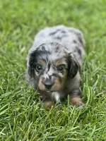 Dash, a male Miniature Dachshund for sale in Cave Junction, OR – Photo 2 of 6