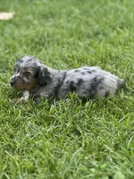 Dash, a male Miniature Dachshund for sale in Cave Junction, OR – Photo 5 of 6