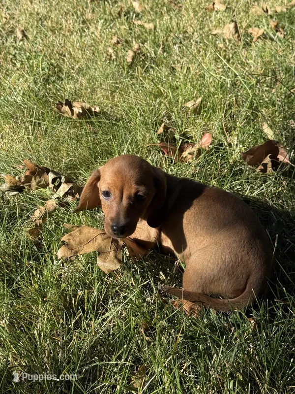 Annie – Miniature Dachshund puppy for sale in Cave Junction, OR