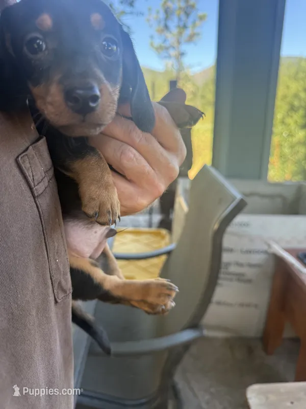 Ruger – Miniature Dachshund puppy for sale in Cave Junction, OR