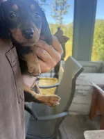 Ruger, a male Miniature Dachshund for sale in Cave Junction, OR – 6 of 6