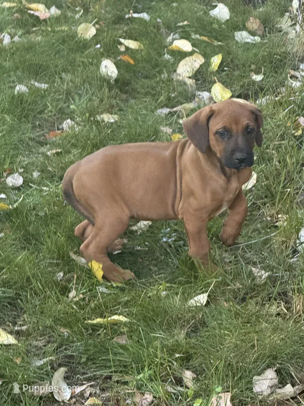 Kane – Rhodesian Ridgeback puppy for sale in Cave Junction, OR