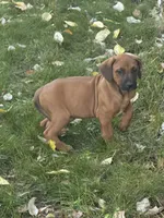 Kane, a male Rhodesian Ridgeback for sale in Cave Junction, OR – 1 of 6
