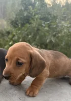 Bella, a female Miniature Dachshund for sale in Cave Junction, OR – 2 of 6