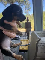Penny, a female Miniature Dachshund for sale in Cave Junction, OR – 1 of 5