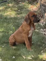Kane, a male Rhodesian Ridgeback for sale in Cave Junction, OR – 7 of 7