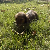 Ginger, a female Miniature Dachshund for sale in Cave Junction, OR – 4 of 6