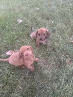 Rosie, a female Miniature Dachshund for sale in Cave Junction, OR – 7 of 7