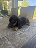 Penny, a female Miniature Dachshund for sale in Cave Junction, OR – 3 of 5