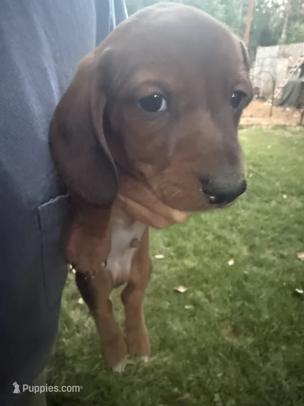 Annie – Miniature Dachshund puppy for sale in Cave Junction, OR