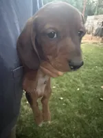 Ann, a female Miniature Dachshund for sale in Cave Junction, OR – 2 of 8