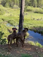 Hunter, a male Rhodesian Ridgeback for sale in Cave Junction, OR – Photo 9 of 10