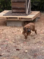 Hunter, a male Rhodesian Ridgeback for sale in Cave Junction, OR – Photo 2 of 10