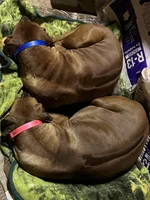 Hunter, a male Rhodesian Ridgeback for sale in Cave Junction, OR – Photo 6 of 10