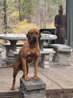 Hunter, a male Rhodesian Ridgeback for sale in Cave Junction, OR – Photo 3 of 10