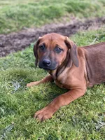 Hunter, a male Rhodesian Ridgeback for sale in Cave Junction, OR – Photo 1 of 10