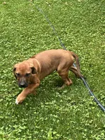 Hunter, a male Rhodesian Ridgeback for sale in Cave Junction, OR – Photo 4 of 10