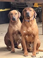 Hunter, a male Rhodesian Ridgeback for sale in Cave Junction, OR – Photo 5 of 10