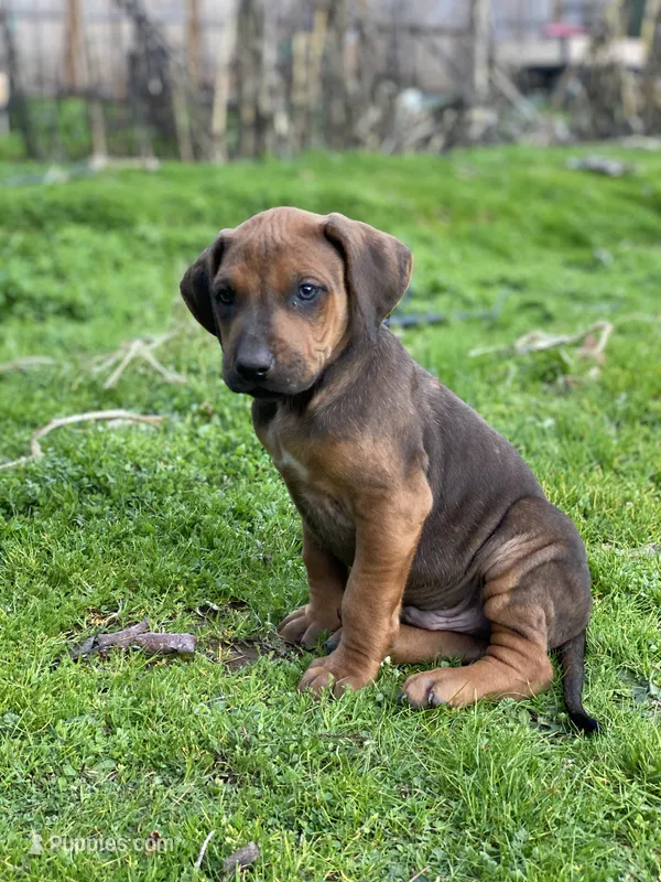 Trinity  – Rhodesian Ridgeback puppy for sale in Cave Junction, OR