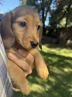 Ginger, a female Miniature Dachshund for sale in Cave Junction, OR – 2 of 6