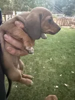 Rosie, a female Miniature Dachshund for sale in Cave Junction, OR – 4 of 7
