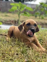 Trinity , a female Rhodesian Ridgeback for sale in Cave Junction, OR – 7 of 10