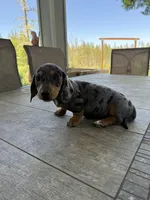 Abby, a female Miniature Dachshund for sale in Cave Junction, OR – Photo 1 of 6