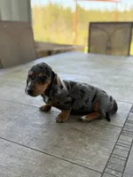 Abby, a female Miniature Dachshund for sale in Cave Junction, OR – Photo 6 of 6