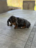 Abby, a female Miniature Dachshund for sale in Cave Junction, OR – Photo 2 of 6