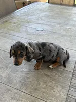 Abby, a female Miniature Dachshund for sale in Cave Junction, OR – Photo 3 of 6