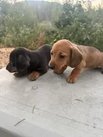 Scooter, a male Miniature Dachshund for sale in Cave Junction, OR – 4 of 6