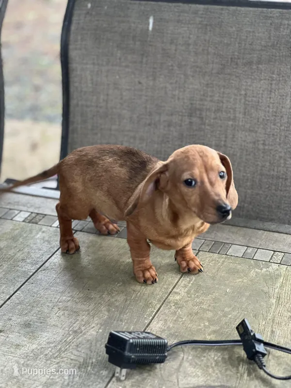 Sammy, a male Miniature Dachshund for sale in Cave Junction, OR – Photo 1 of 6