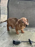 Sammy, a male Miniature Dachshund for sale in Cave Junction, OR – Photo 1 of 6