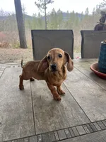 Sammy, a male Miniature Dachshund for sale in Cave Junction, OR – Photo 6 of 6