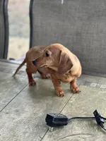 Sammy, a male Miniature Dachshund for sale in Cave Junction, OR – Photo 2 of 6