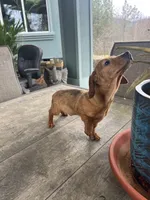Sammy, a male Miniature Dachshund for sale in Cave Junction, OR – Photo 5 of 6