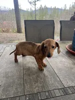 Sammy, a male Miniature Dachshund for sale in Cave Junction, OR – Photo 4 of 6