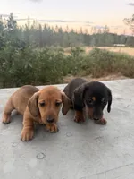 Scooter, a male Miniature Dachshund for sale in Cave Junction, OR – 2 of 6