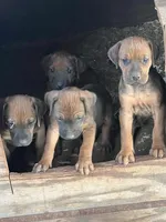 Zari, a female Rhodesian Ridgeback for sale in Cave Junction, OR – Photo 10 of 10