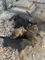 Zari, a female Rhodesian Ridgeback for sale in Cave Junction, OR – Photo 8 of 10