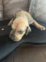 Zari, a female Rhodesian Ridgeback for sale in Cave Junction, OR – Photo 3 of 10