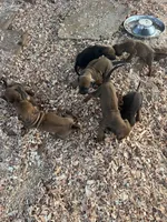 Zari, a female Rhodesian Ridgeback for sale in Cave Junction, OR – Photo 6 of 10