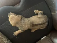 Zari, a female Rhodesian Ridgeback for sale in Cave Junction, OR – Photo 5 of 10