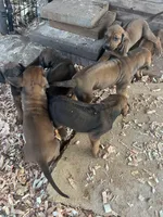 Zari, a female Rhodesian Ridgeback for sale in Cave Junction, OR – Photo 9 of 10