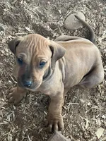 Zari, a female Rhodesian Ridgeback for sale in Cave Junction, OR – Photo 1 of 10