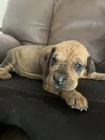 Zari, a female Rhodesian Ridgeback for sale in Cave Junction, OR – Photo 2 of 10